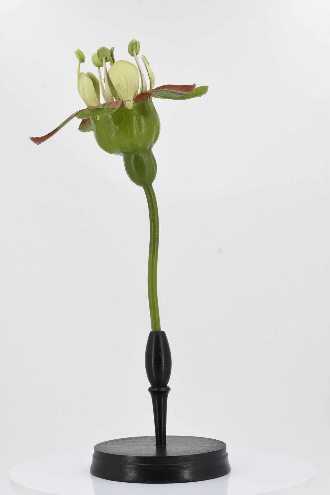 Set of four anatomical plant models - Image 11 of 17