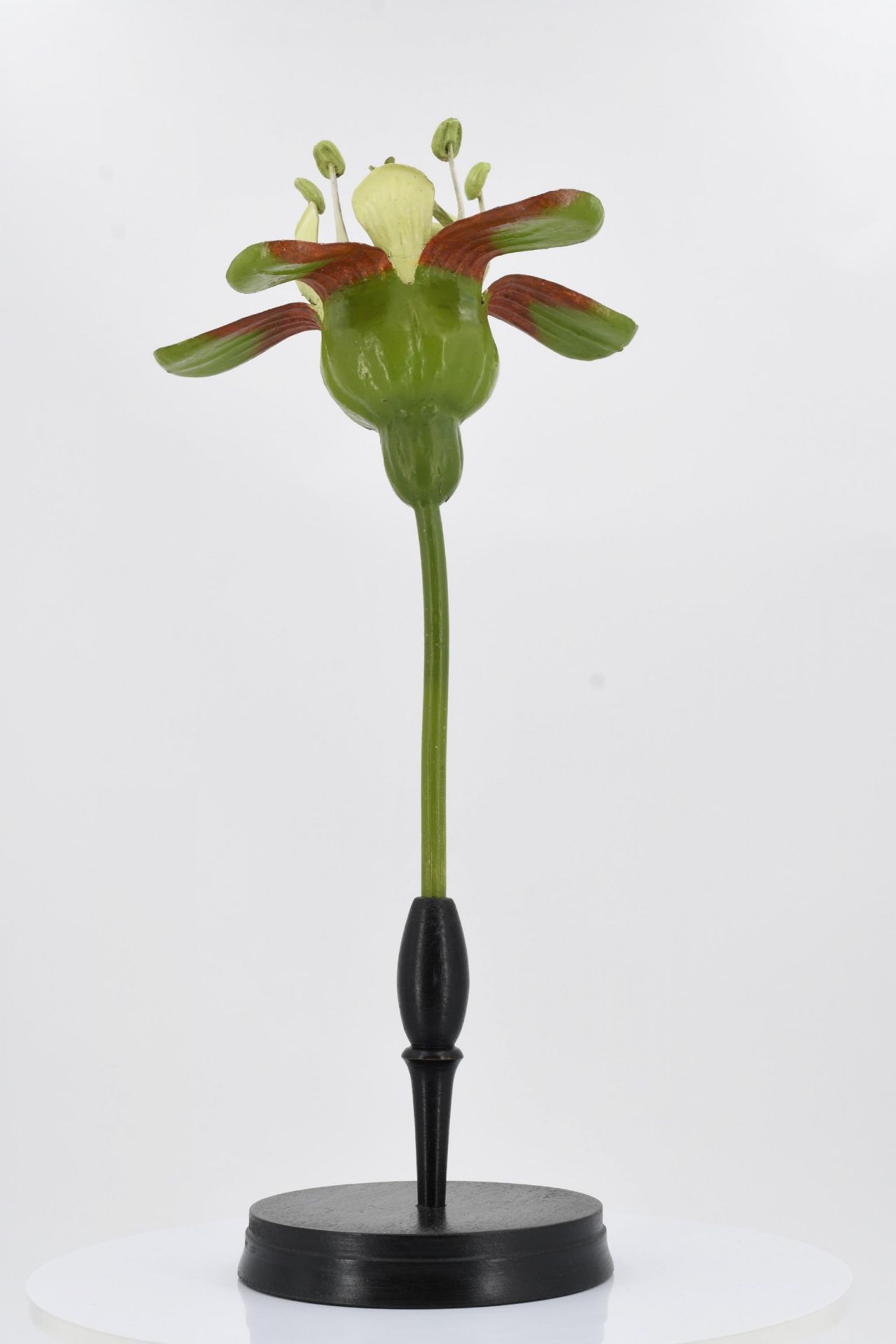 Set of four anatomical plant models - Image 12 of 17