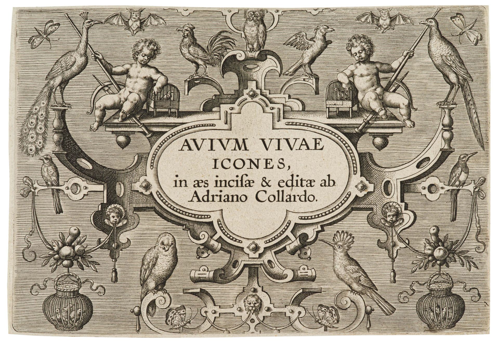 Adriaen Collaert: Avium Vivae Icones in aes (Hollstein 616-647)