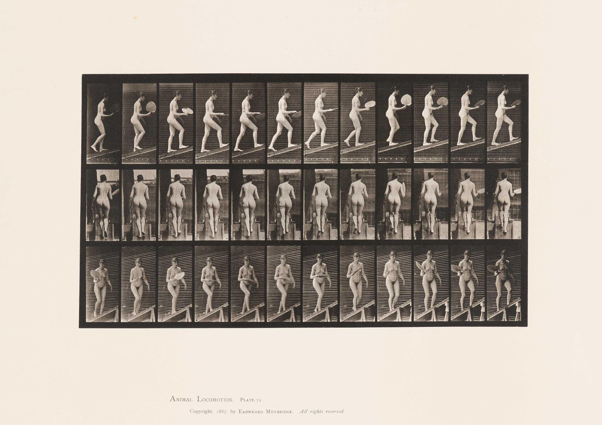 Eadweard (Edward James) Muybridge: Animal Locomotion (Plate 78)