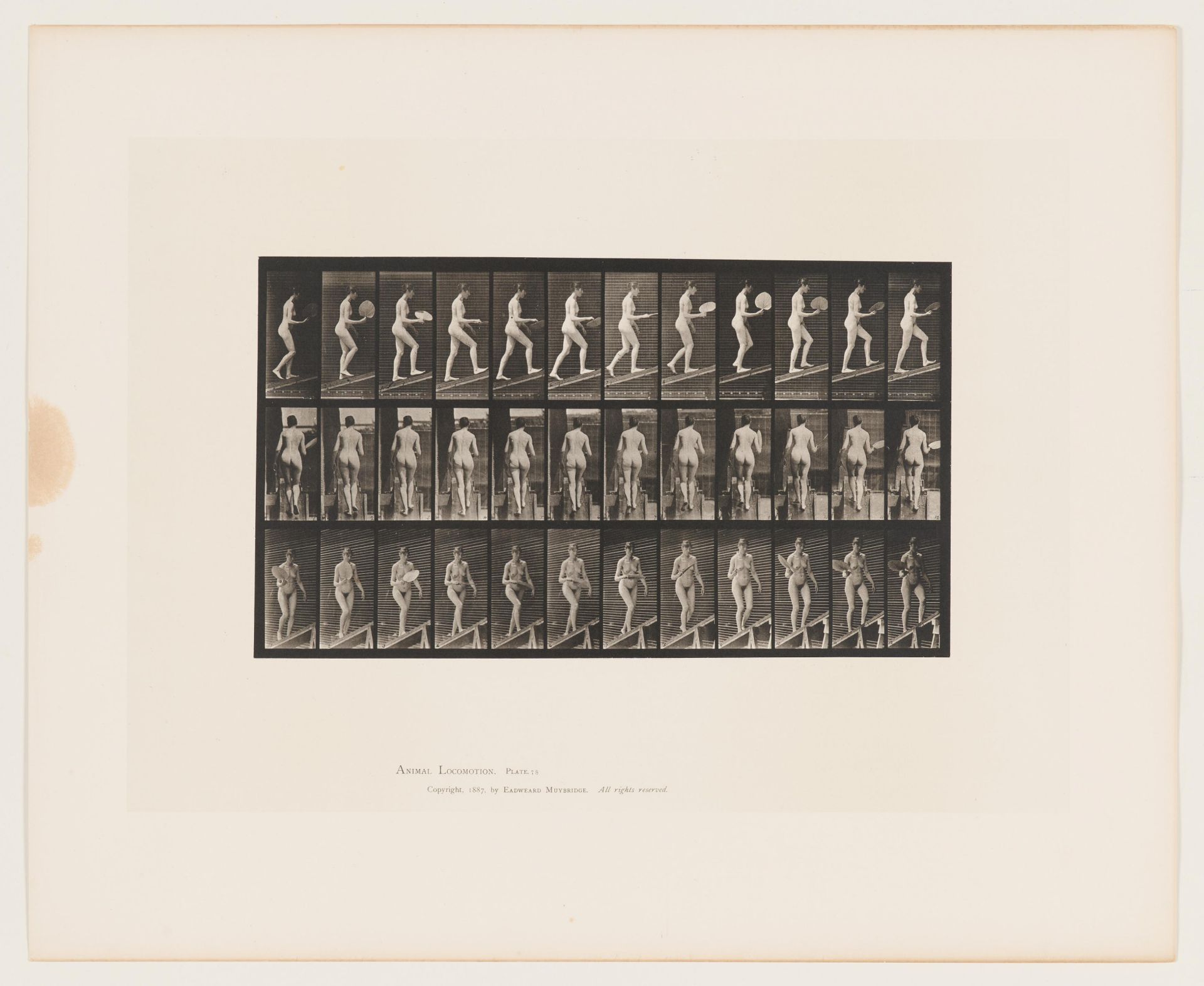 Eadweard (Edward James) Muybridge: Animal Locomotion (Plate 78) - Bild 2 aus 4