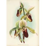 Lindenia, Iconographie des Orchidées. Bde. 11-17 in 7 Bdn. Gent 1895-1901.