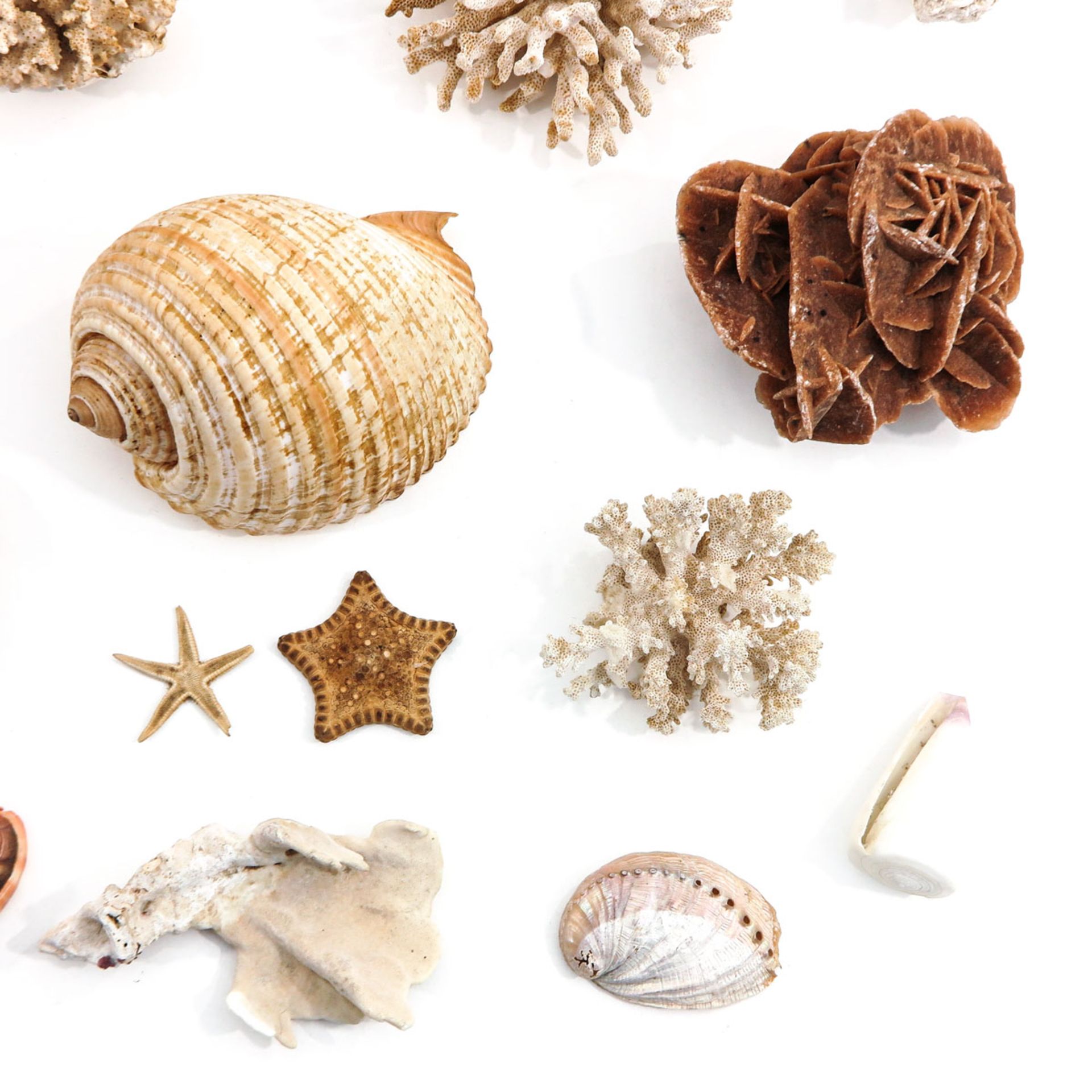 A Collection of Shells and Coral - Bild 5 aus 6