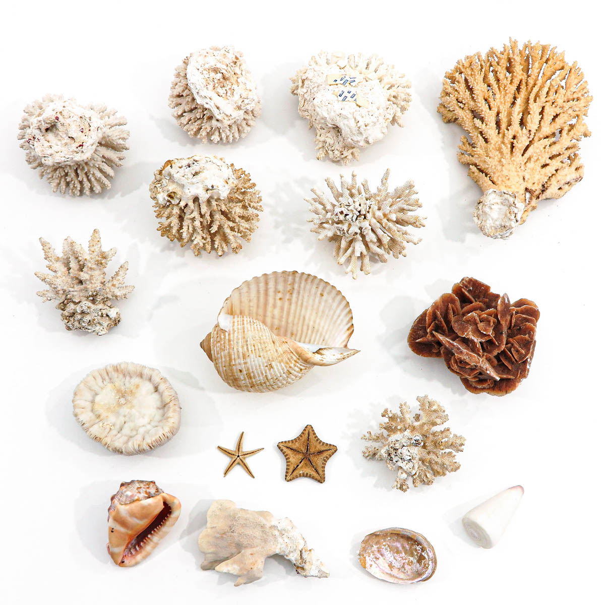 A Collection of Shells and Coral - Image 2 of 6