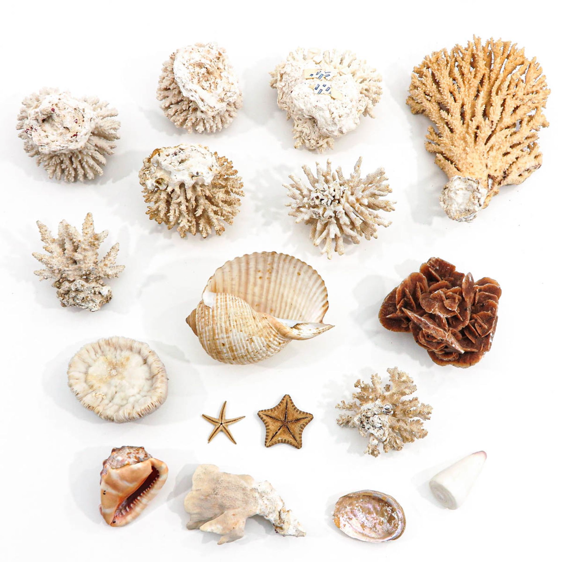 A Collection of Shells and Coral - Bild 2 aus 6