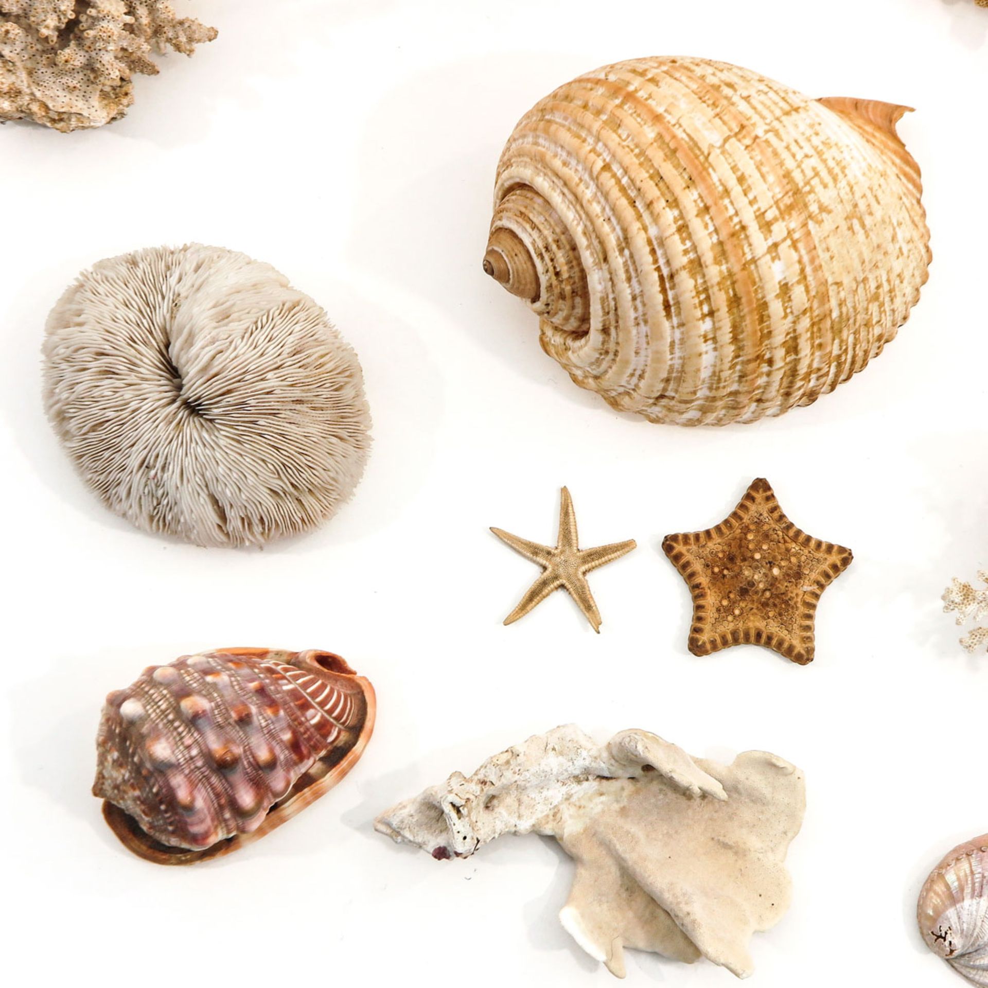 A Collection of Shells and Coral - Bild 6 aus 6