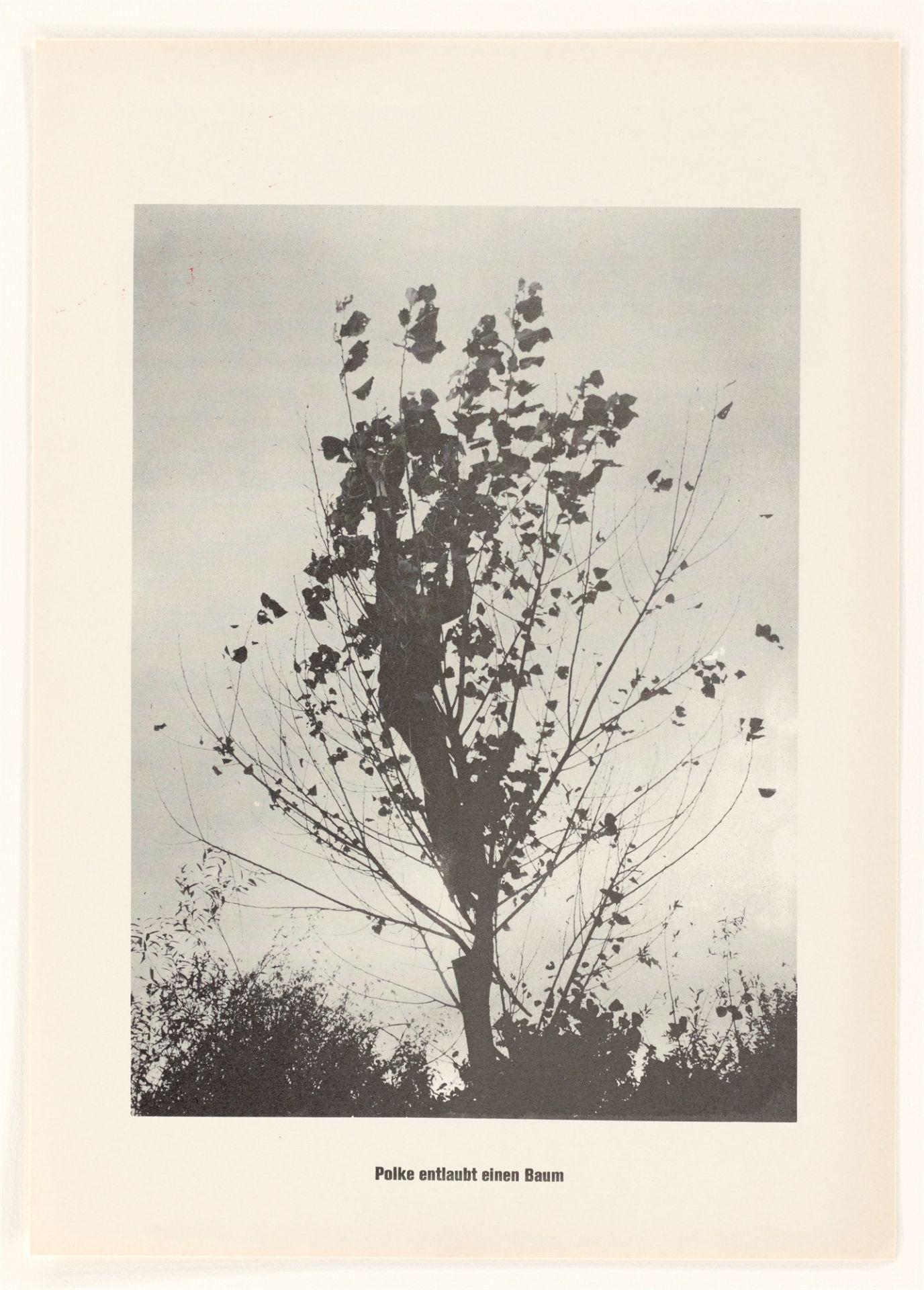 Sigmar Polke. „Polke entlaubt einen Baum“. 1968 - Bild 2 aus 3