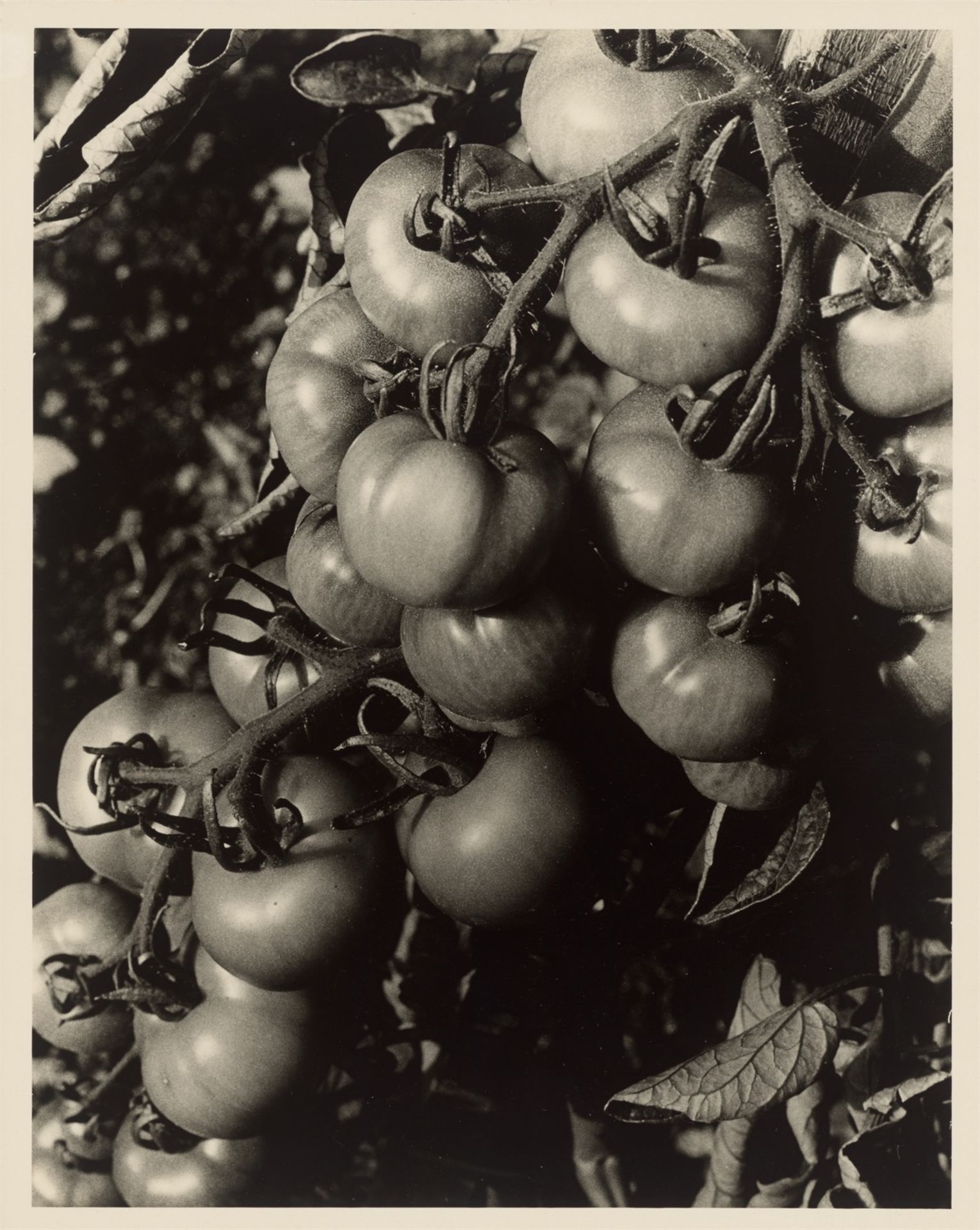 Heinrich Koch. Tomatenrispe. 1929/34 - Image 2 of 2