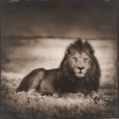 Nick Brandt. Lion at Dawn, Naabi, Serengeti. 2000