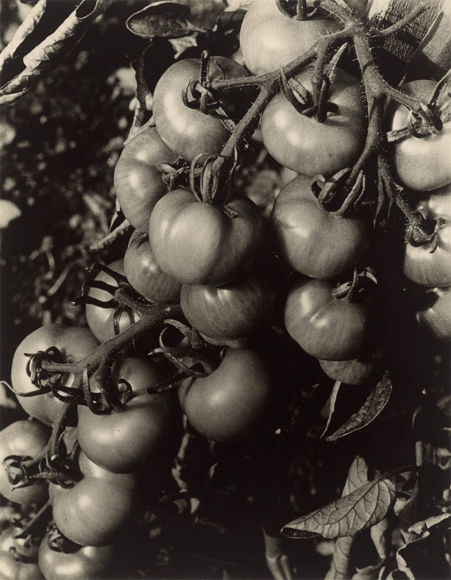 Heinrich Koch. Tomatenrispe. 1929/34
