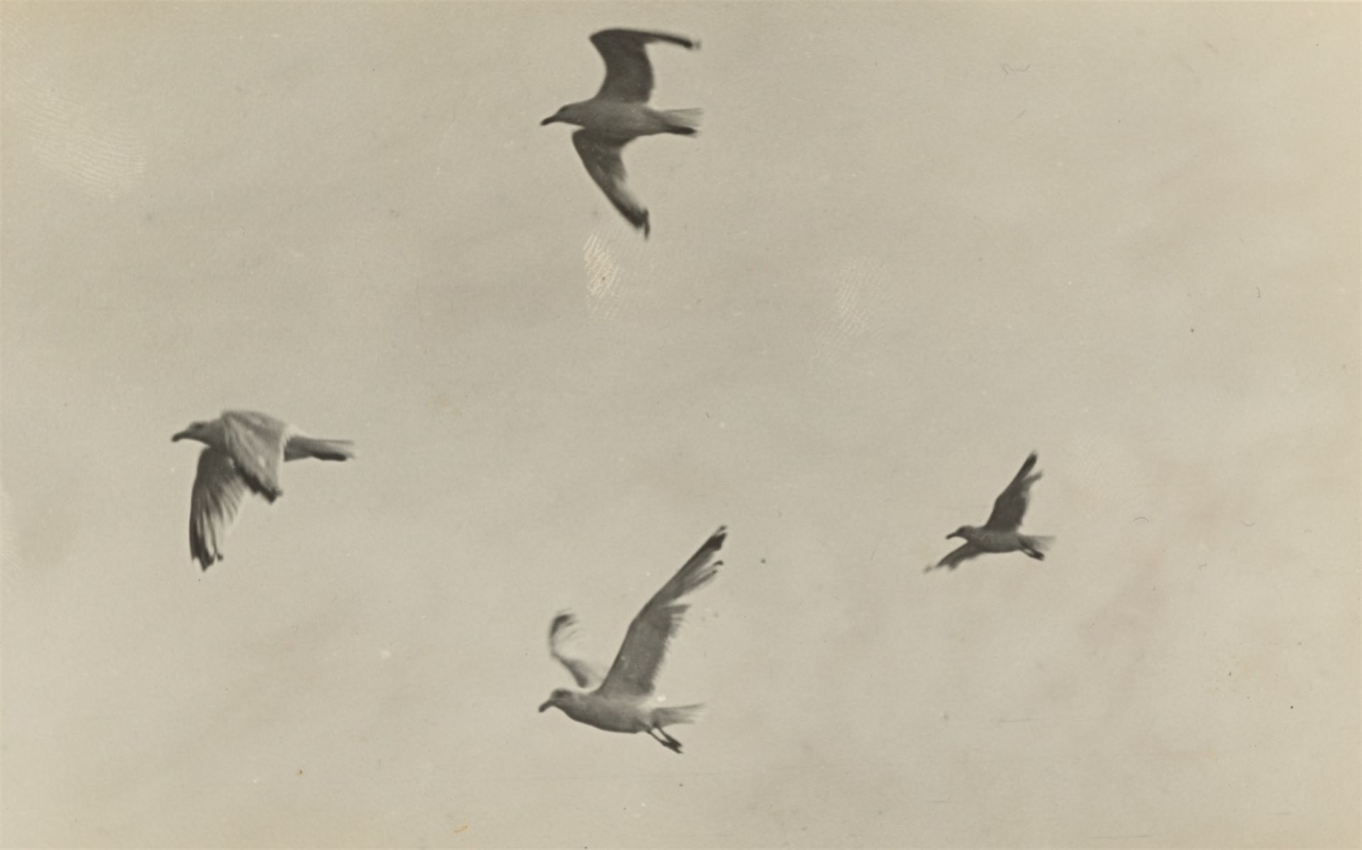 Anonym. Möwen im Flug. 1930er–Jahre