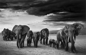 David Yarrow. Konvolut „The Gary Player African Wildlife Collection“. 2012/16