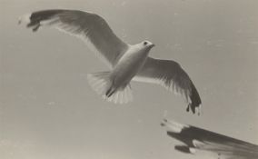 Anonym. Möwe im Flug. 1930er–Jahre