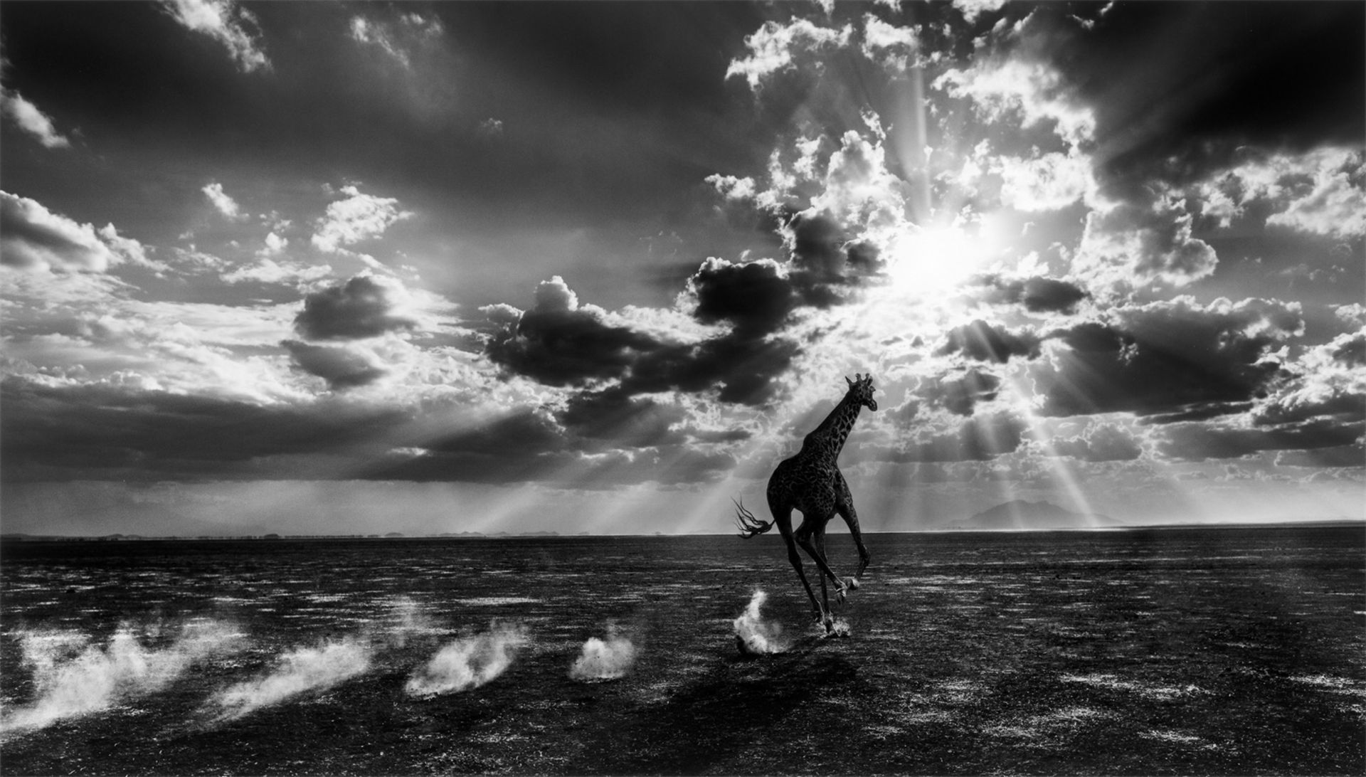 David Yarrow. Konvolut „The Gary Player African Wildlife Collection“. 2012/16 - Bild 4 aus 12