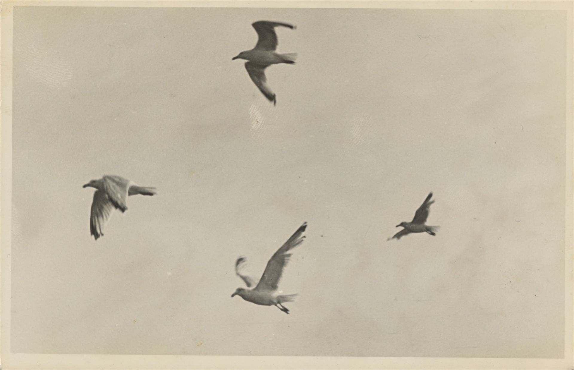Anonym. Möwen im Flug. 1930er–Jahre - Bild 2 aus 2