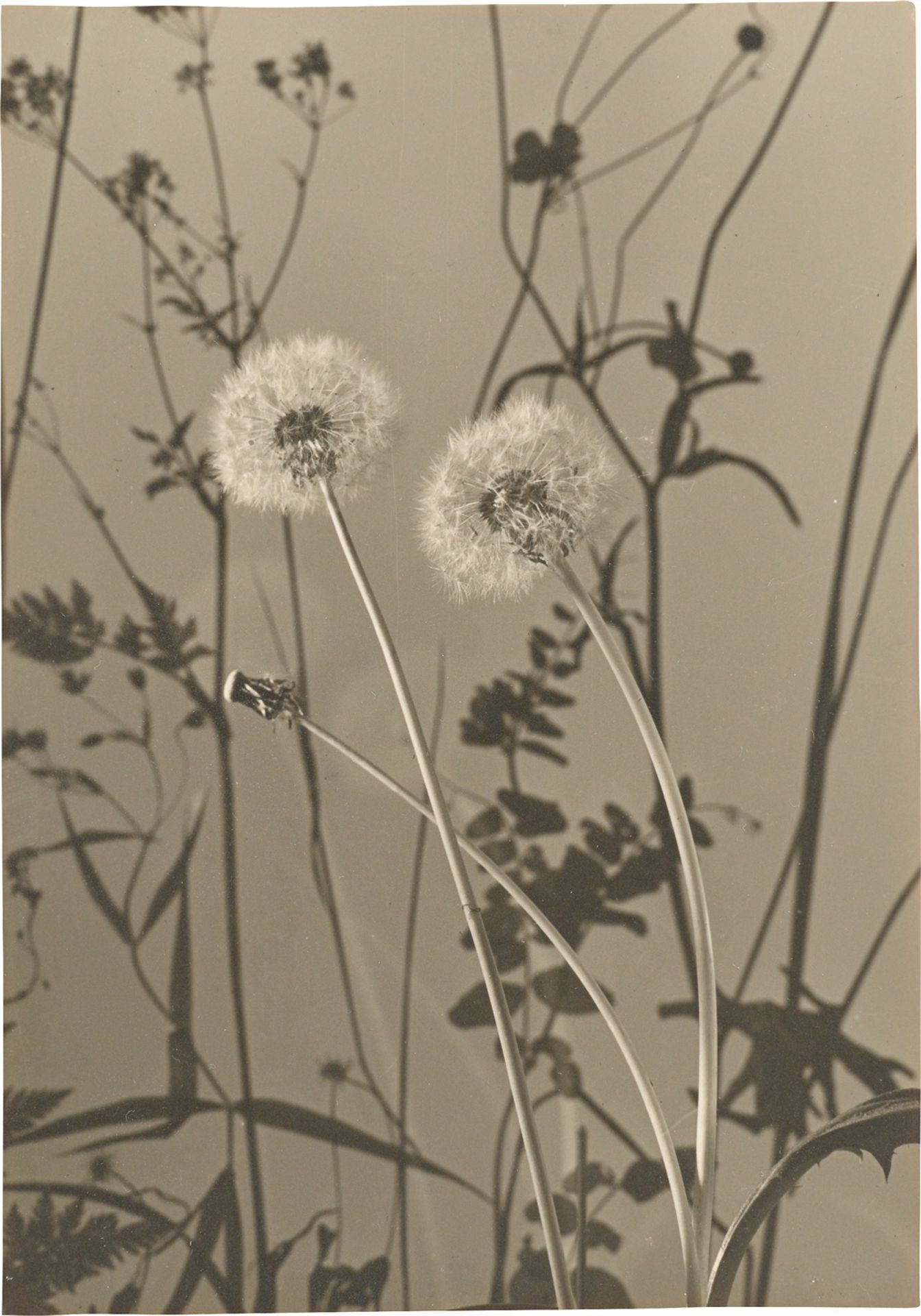 Max Baur (attributed). Flower still life. 1930s - Image 2 of 5