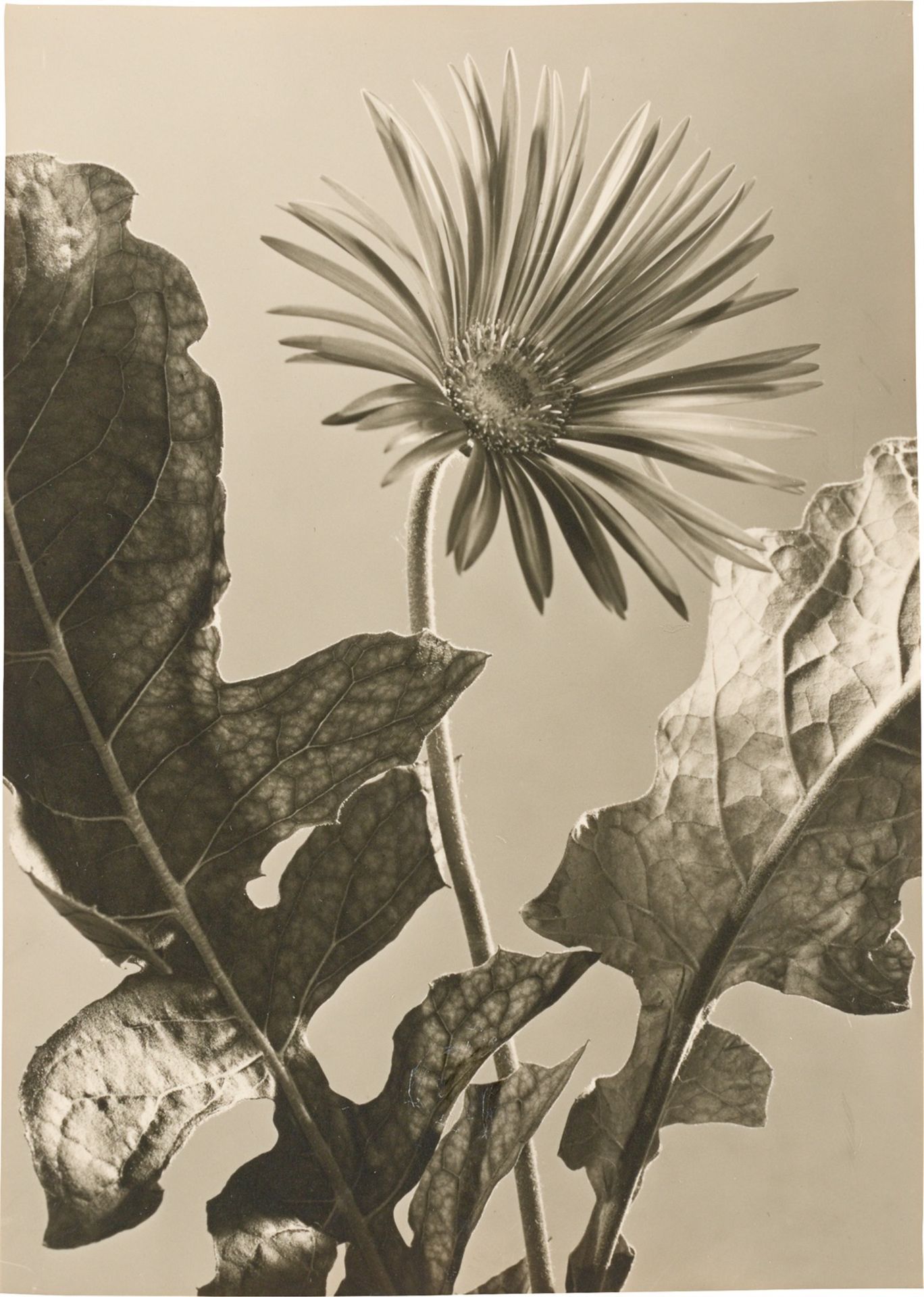 Max Baur (attributed). Flower still life. 1930s