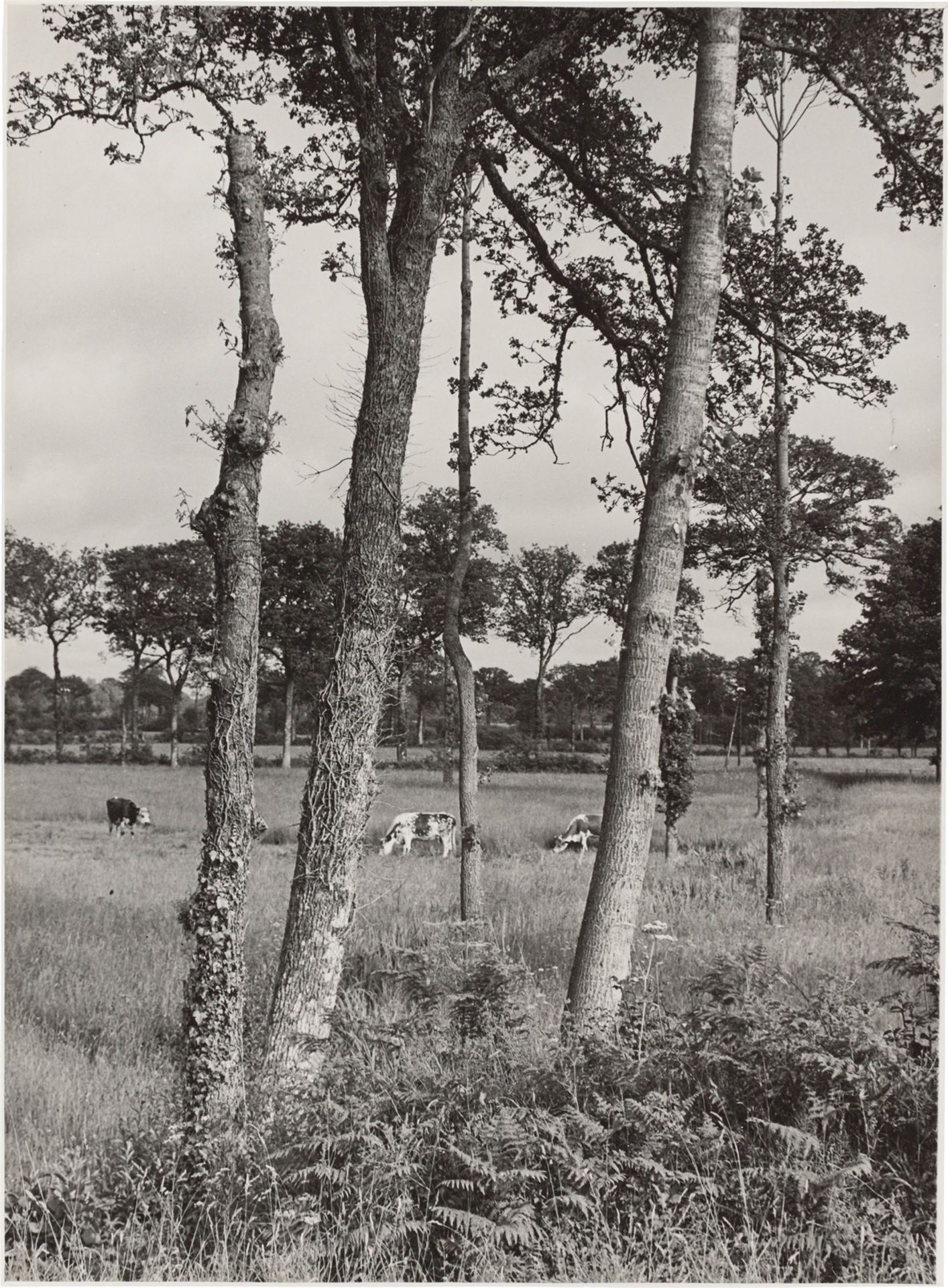 Albert Renger-Patzsch. Kuhweide, Kühe und Bäume. Vermutlich 1930er-Jahre