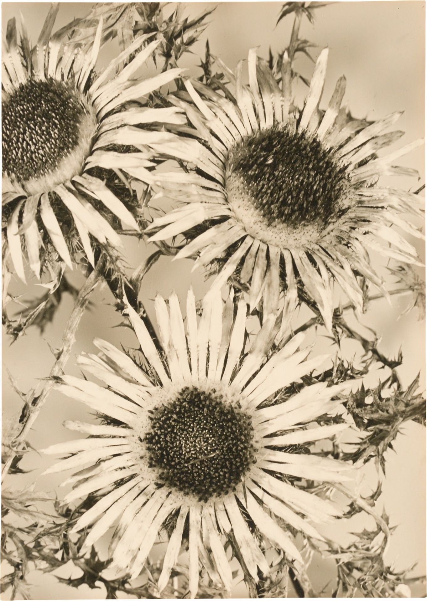 Max Baur (attributed). Flower still life. 1930s - Image 5 of 5
