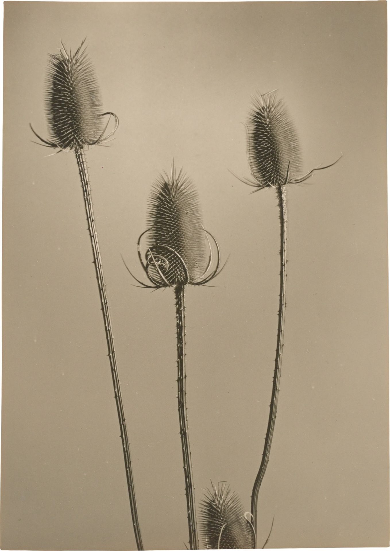 Max Baur (attributed). Flower still life. 1930s - Image 3 of 5