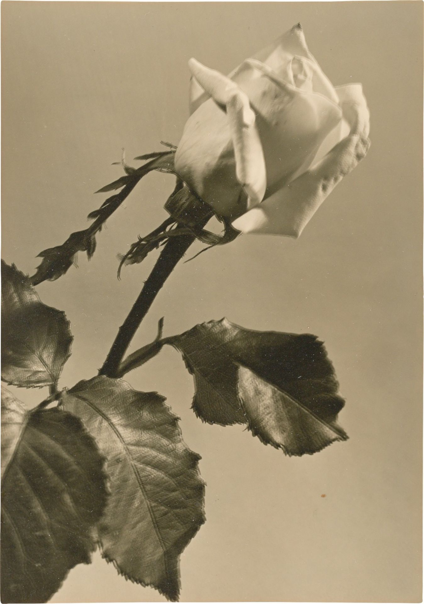 Max Baur (zugeschrieben). Blumenstillleben. 1930er-Jahre - Bild 4 aus 5