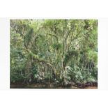 Thomas Struth. „Paradies“. 2004