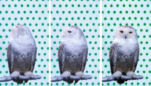 Robert Wilson. „KOOL (Snowy Owl)“. 2006