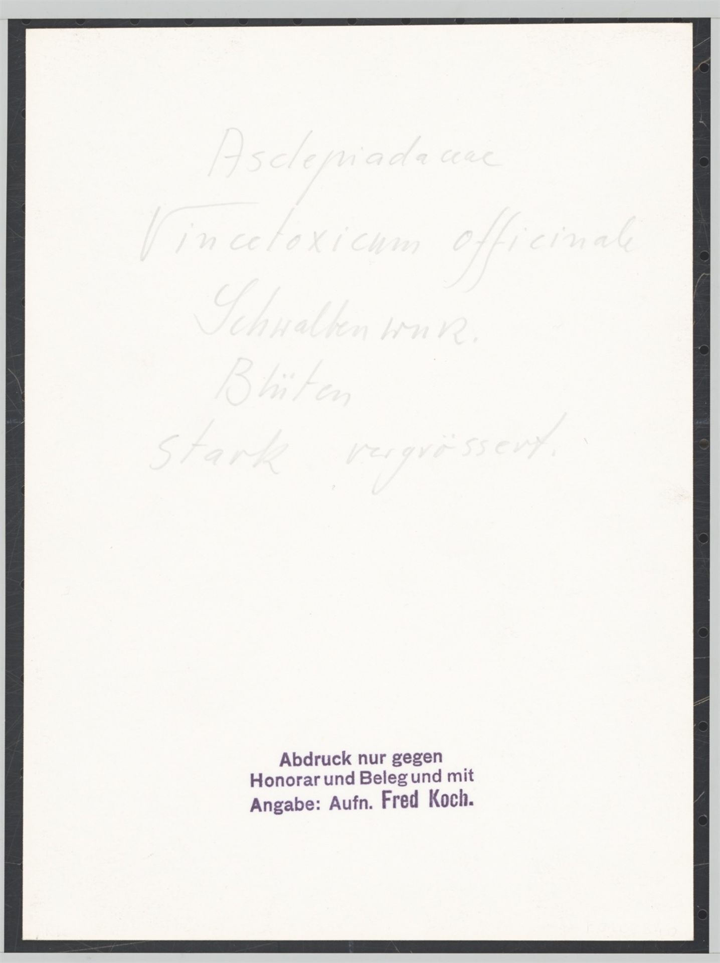 Fred Koch. „Asclepiadaceae Vincetoxicum officinale, Schwalbenwurz. Blüten stark vergrösser…. Um 1930 - Bild 3 aus 4