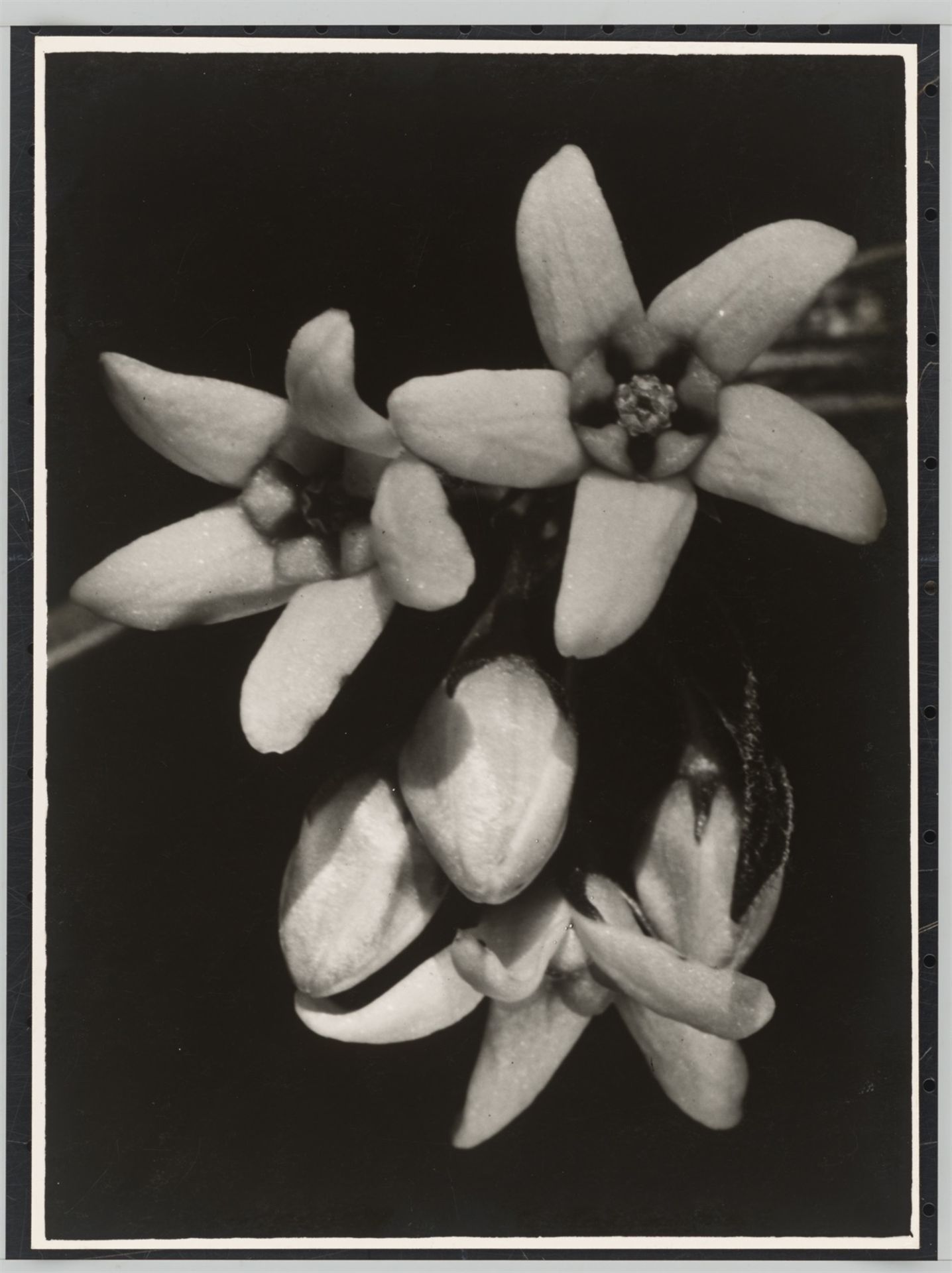 Fred Koch. „Asclepiadaceae Vincetoxicum officinale, Schwalbenwurz. Blüten stark vergrösser…. Um 1930 - Bild 2 aus 4