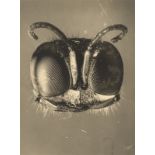 August Kreyenkamp. Head of a Wasp. 1926