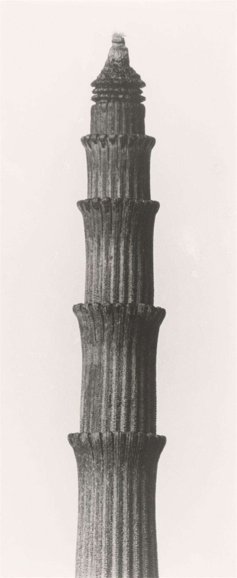 Karl Blossfeldt. ”Equisetum hyemale. Winterschachtelhalm”. 1900–1910 - Image 4 of 6