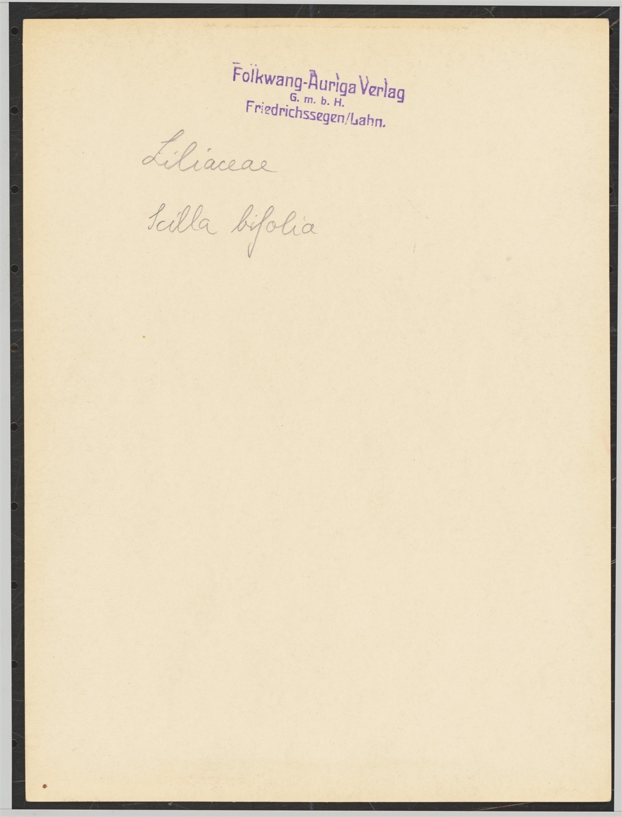 Ernst Fuhrmann / Folkwang-Auriga Verlag. Liliaceae, Scilla bifolia, Meerzwiebel. Circa 1930 - Image 3 of 4