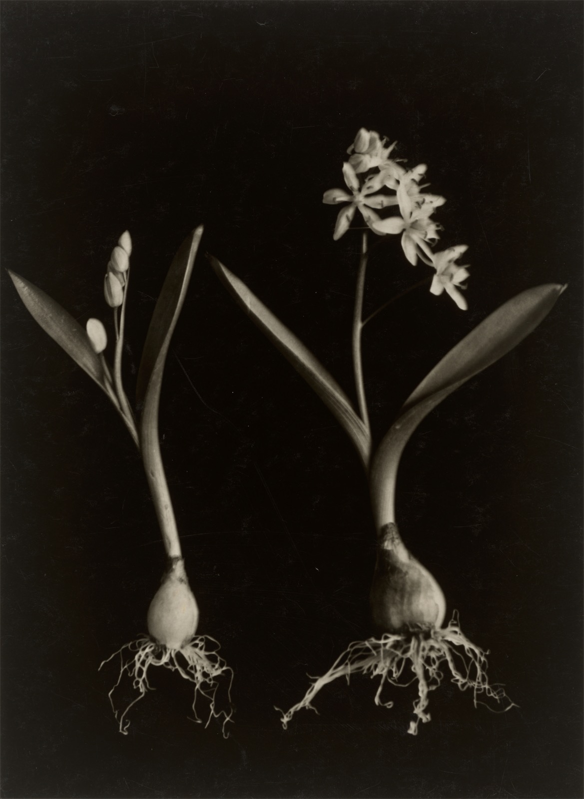Ernst Fuhrmann / Folkwang-Auriga Verlag. Liliaceae, Scilla bifolia, Meerzwiebel. Circa 1930