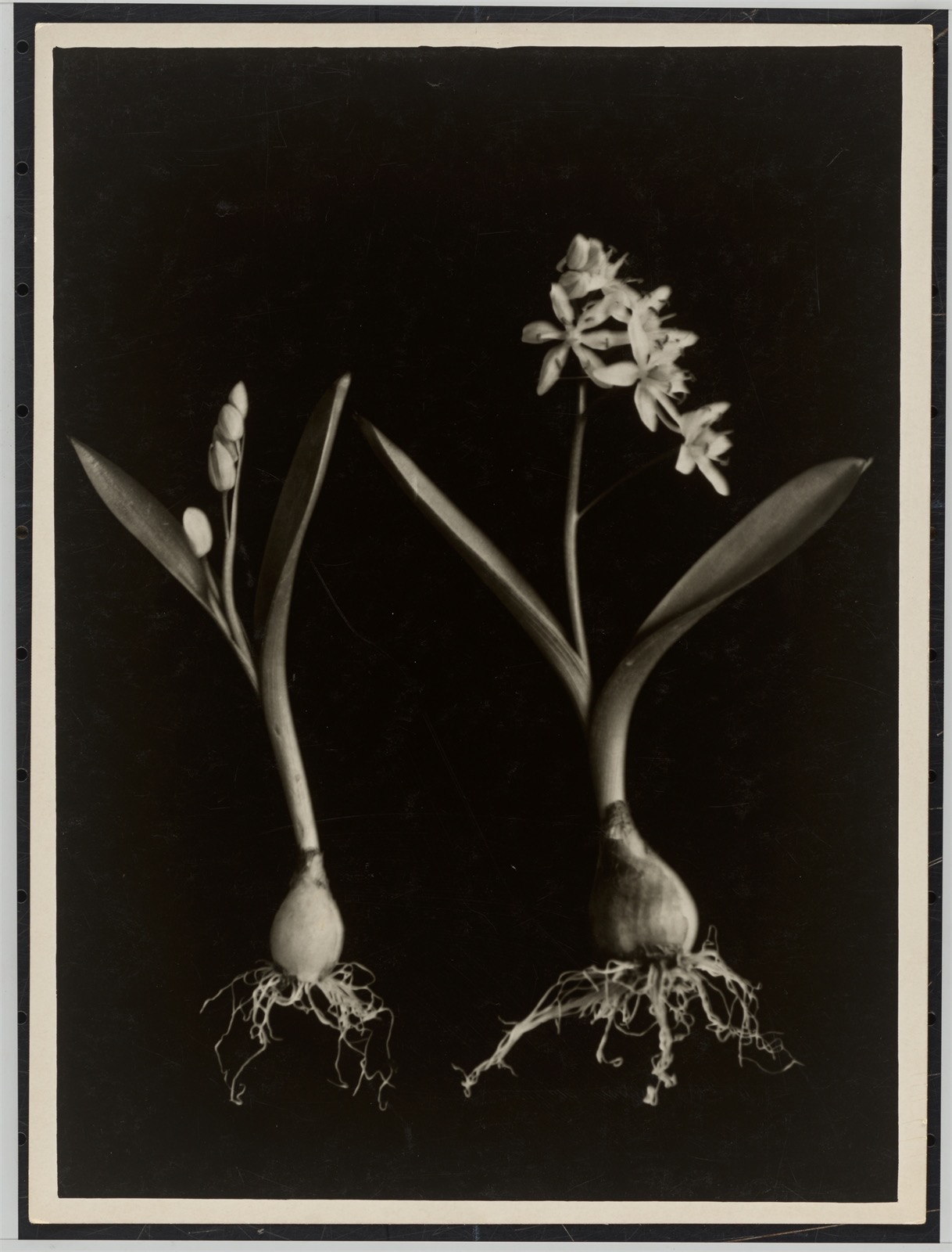 Ernst Fuhrmann / Folkwang-Auriga Verlag. Liliaceae, Scilla bifolia, Meerzwiebel. Circa 1930 - Image 2 of 4
