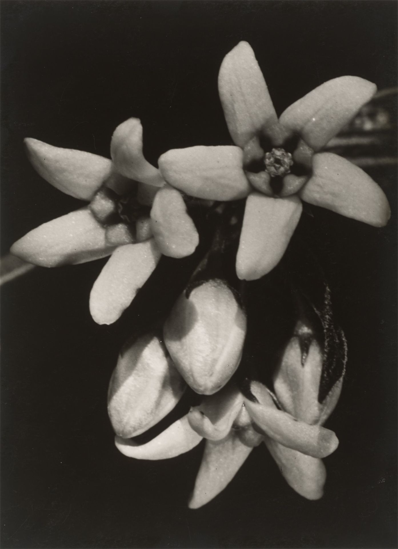 Fred Koch. „Asclepiadaceae Vincetoxicum officinale, Schwalbenwurz. Blüten stark vergrösser…. Um 1930