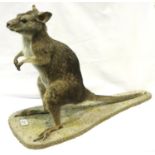 Taxidermy adult wallaby on a stone base, in good condition, L: 74 cm (including base) H: 48 cm.