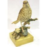 Ceramic Country Artists Broadway birds model of song thrush on branch, boxed, H: 11 cm, no cracks,