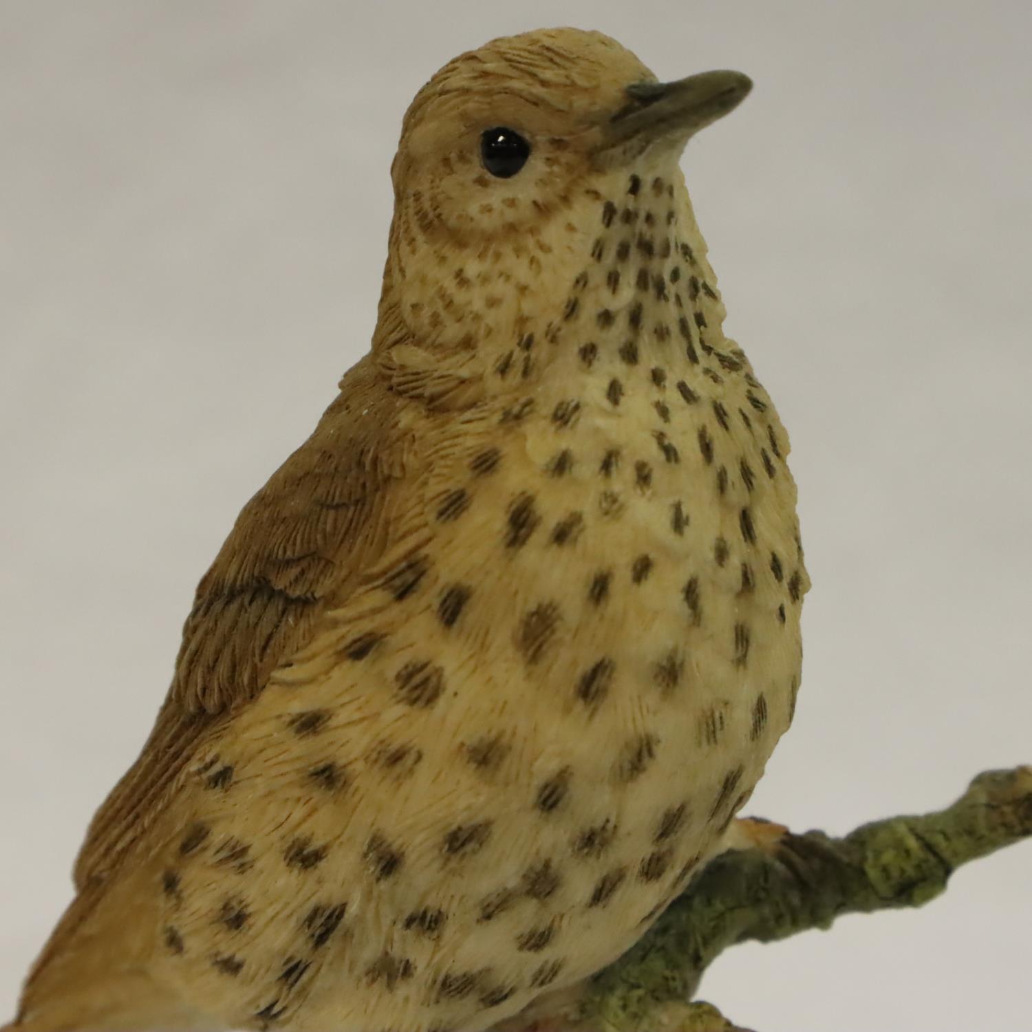 Ceramic Country Artists Broadway birds model of song thrush on branch, boxed, H: 11 cm, no cracks, - Image 2 of 4