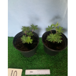 Two Lupins. Not available for in-house P&P, contact Paul O'Hea at Mailboxes on 01925 659133