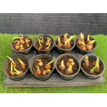 Eight daffodil pots. Not available for in-house P&P, contact Paul O'Hea at Mailboxes on 01925 659133