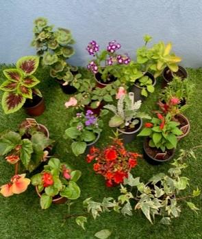 Fifteen mixed pots. Not available for in-house P&P, contact Paul O'Hea at Mailboxes on 01925 659133