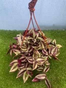 Conservatory Hanging Basket; house plant. Not available for in-house P&P, contact Paul O'Hea at