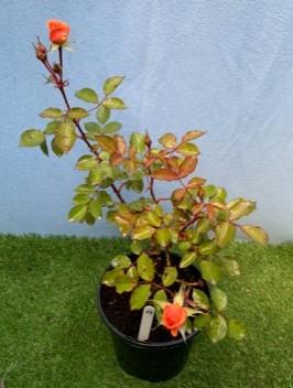 Orange Rose. Not available for in-house P&P, contact Paul O'Hea at Mailboxes on 01925 659133