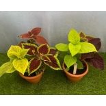 Two Coleus planted pots. Not available for in-house P&P, contact Paul O'Hea at Mailboxes on 01925