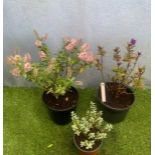 Three mixed Hebes. Not available for in-house P&P, contact Paul O'Hea at Mailboxes on 01925 659133