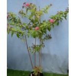 Flowering Spirea Bella. Not available for in-house P&P, contact Paul O'Hea at Mailboxes on 01925