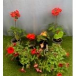 Six pots: 2x Petunia, 2x Geranium and 2x Begonia. Not available for in-house P&P, contact Paul O'Hea