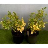 Two Variegated Griselinia. Not available for in-house P&P, contact Paul O'Hea at Mailboxes on