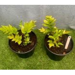 Two Holly House Ferns. Not available for in-house P&P, contact Paul O'Hea at Mailboxes on 01925
