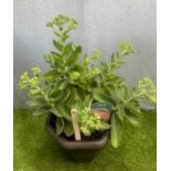 Sedum Matrona pot. Not available for in-house P&P, contact Paul O'Hea at Mailboxes on 01925 659133